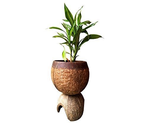 Natural Hand Crafted Coconut Shell Planter Bowl with Stand thumbnail 2